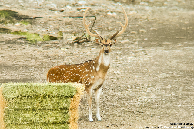 Image 22 of 88 For 9495 Morales Ln