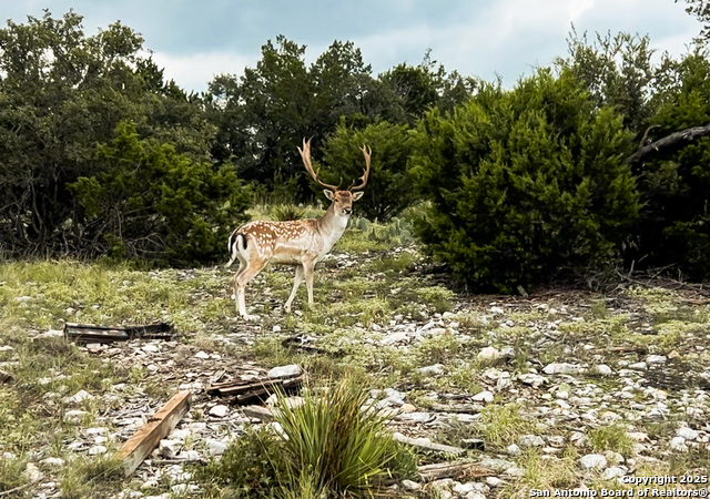 Image 23 of 88 For 9495 Morales Ln