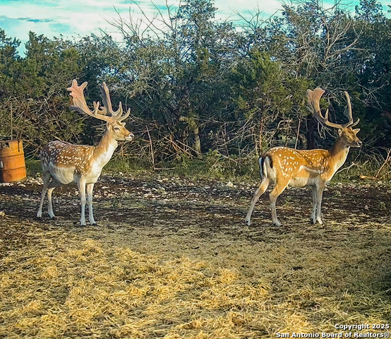 Image 9 of 88 For 9495 Morales Ln