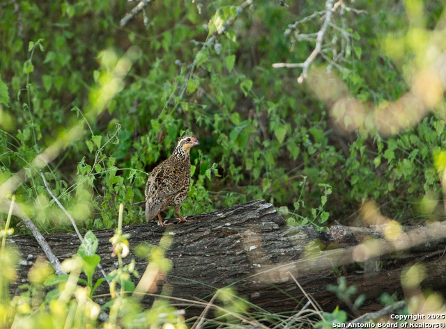 Image 2 of 18 For 000 Hwy 16 E