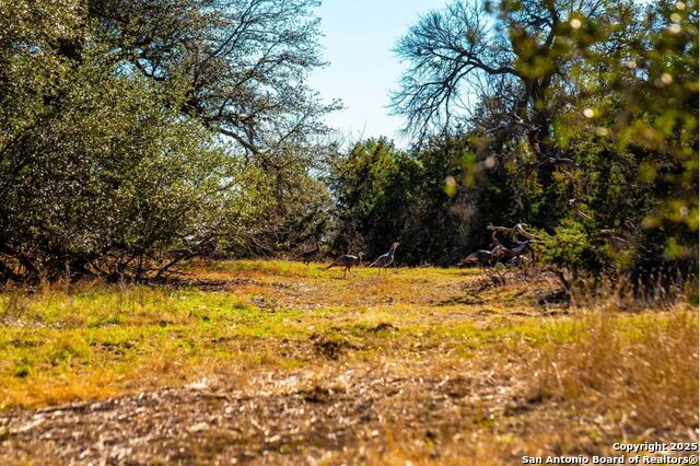 Image 5 of 9 For Tbd County Road 251, Tract 5