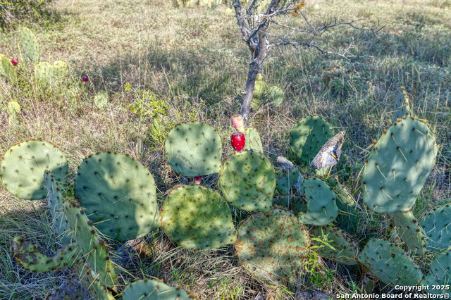 Listing photo id 1 for 3 Utopia Forest
