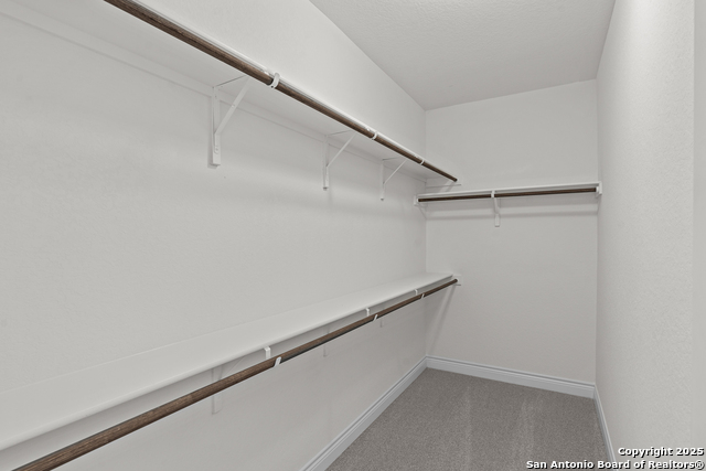 Image 11 of 27 For 4843 Conch Shell