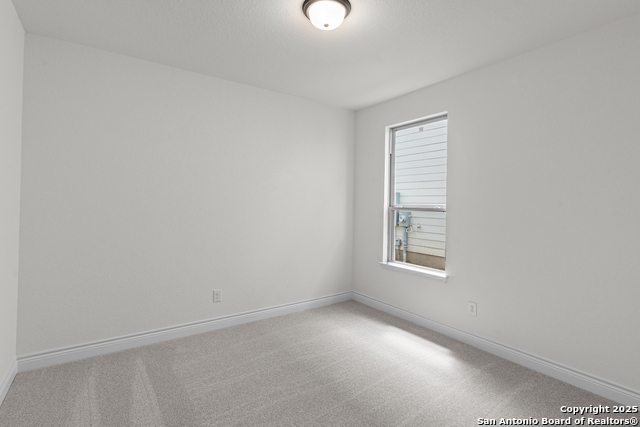 Image 8 of 27 For 4843 Conch Shell