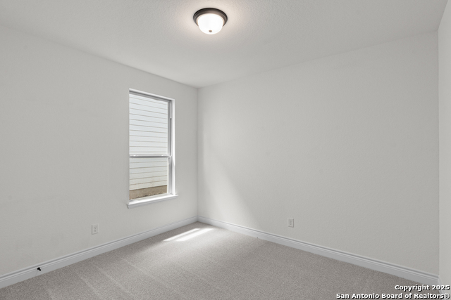 Image 9 of 27 For 4843 Conch Shell