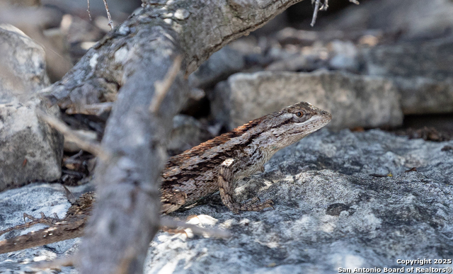 Image 30 of 39 For 824 S Pinon Loop