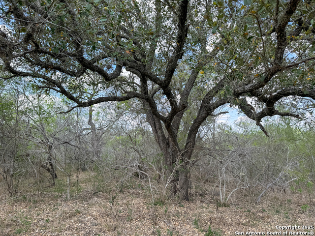 Image 8 of 18 For 00 King Lane