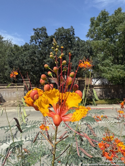 Details for 1626 Mistletoe, San Antonio, TX 78201