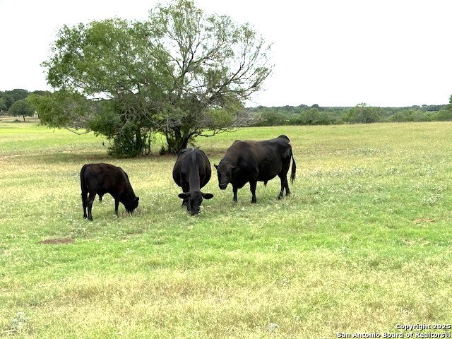 Listing photo id 17 for 3737 Cr 306  