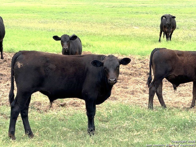 Listing photo id 31 for 3737 Cr 306  