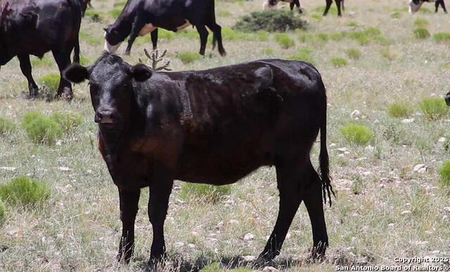 Image 12 of 24 For 0000 F.m. 799