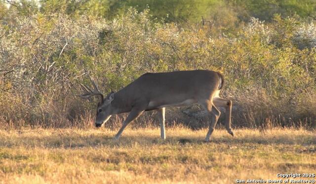 Image 24 of 24 For 0000 F.m. 799