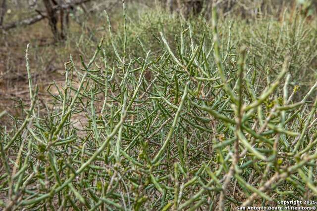 Image 16 of 37 For 000 Mineral Cemetary