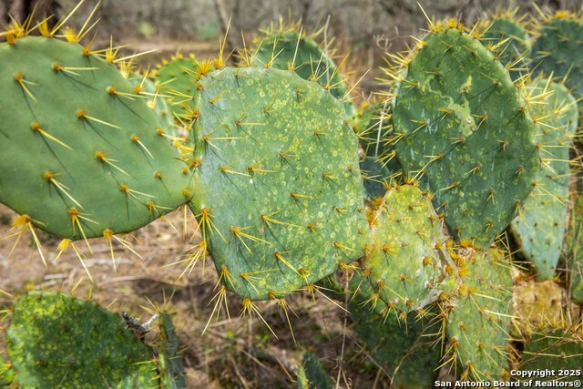 Image 9 of 37 For 000 Mineral Cemetary