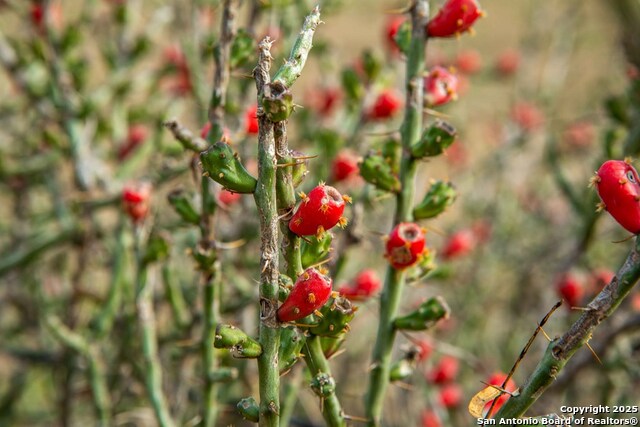 Image 14 of 38 For 8684 Mineral Cemetery Rd