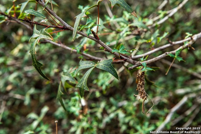 Image 19 of 38 For 8684 Mineral Cemetery Rd