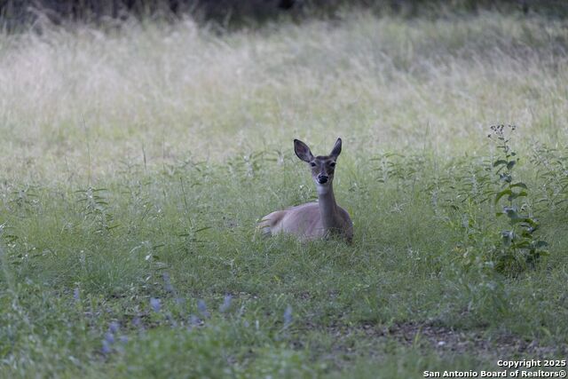 Image 35 of 80 For 394 Squirrel Bend