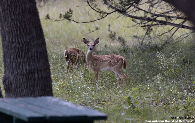 Image 36 of 80 For 394 Squirrel Bend