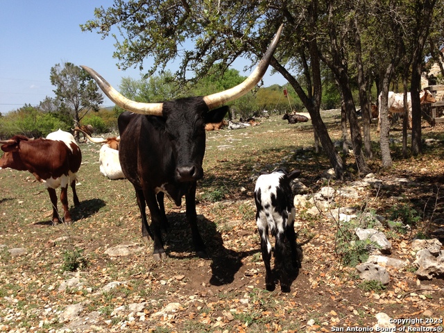 Image 60 of 65 For 29746 Fm 3009