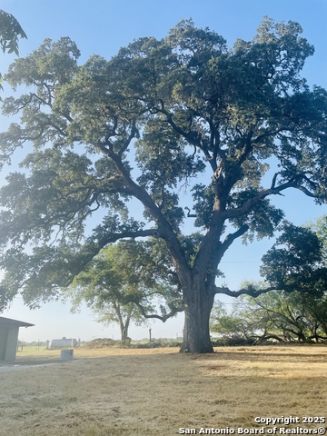 Image 19 of 19 For 3010 Triple Tree