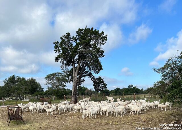 Image 15 of 32 For 171 Flowering Sage