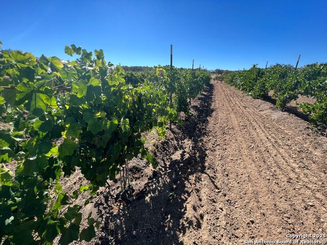 Image 17 of 32 For 171 Flowering Sage