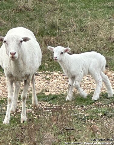 Image 19 of 32 For 171 Flowering Sage