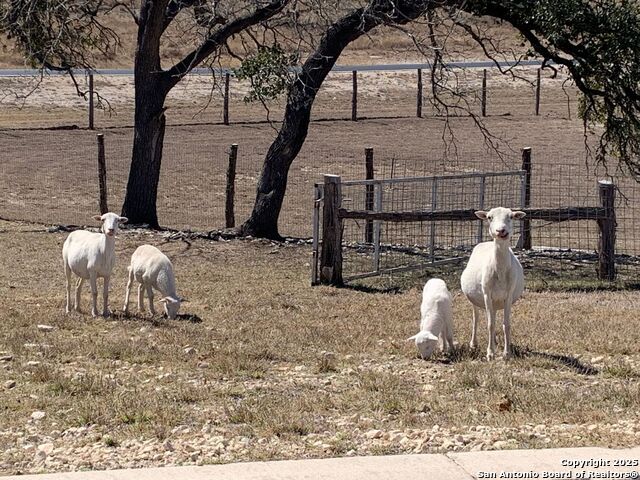 Image 20 of 32 For 171 Flowering Sage