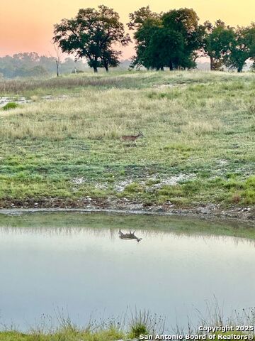 Image 23 of 32 For 171 Flowering Sage
