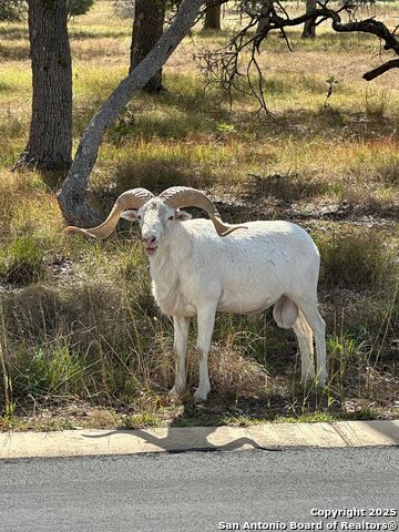 Image 24 of 32 For 171 Flowering Sage