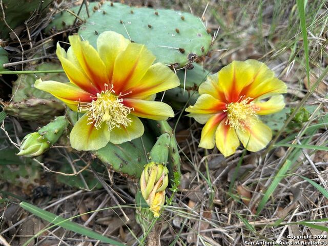 Image 25 of 32 For 171 Flowering Sage