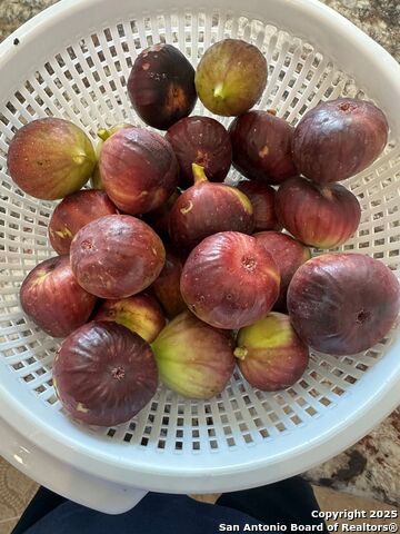 Image 26 of 32 For 171 Flowering Sage