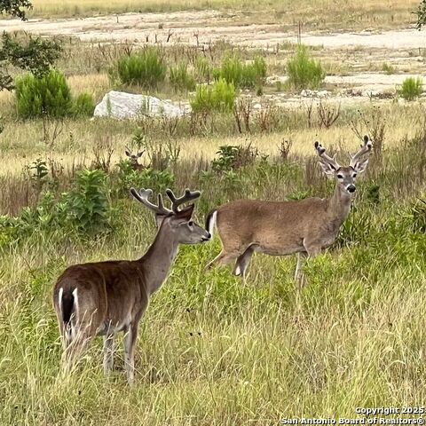 Image 4 of 32 For 171 Flowering Sage