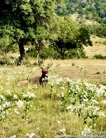 Image 11 of 20 For Lot 42 Blackbuck