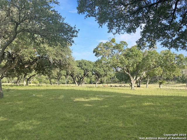 Image 13 of 20 For Lot 42 Blackbuck