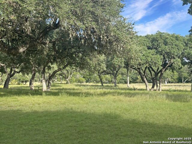 Image 14 of 20 For Lot 42 Blackbuck