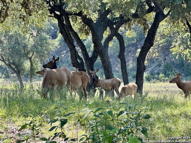 Image 15 of 20 For Lot 42 Blackbuck