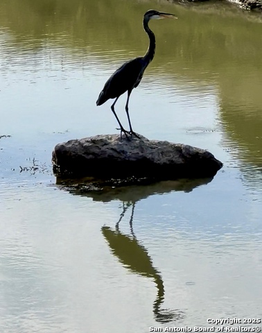 Image 17 of 20 For Lot 42 Blackbuck