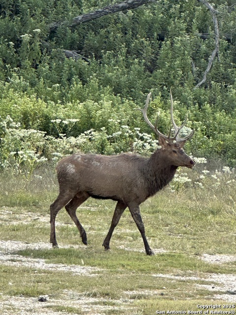 Image 18 of 20 For Lot 42 Blackbuck