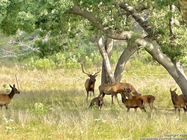 Image 19 of 20 For Lot 42 Blackbuck