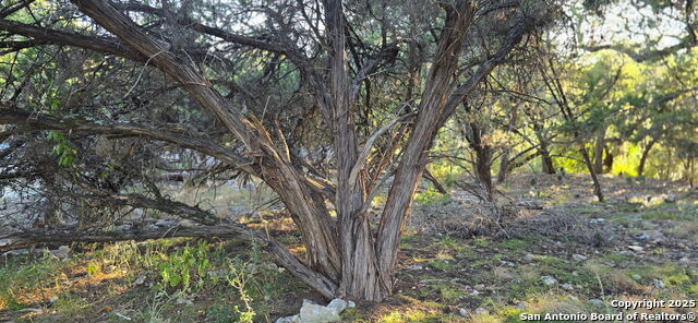 Image 2 of 4 For 203 Palm