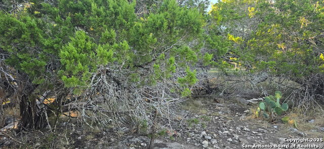 Image 3 of 4 For 203 Palm