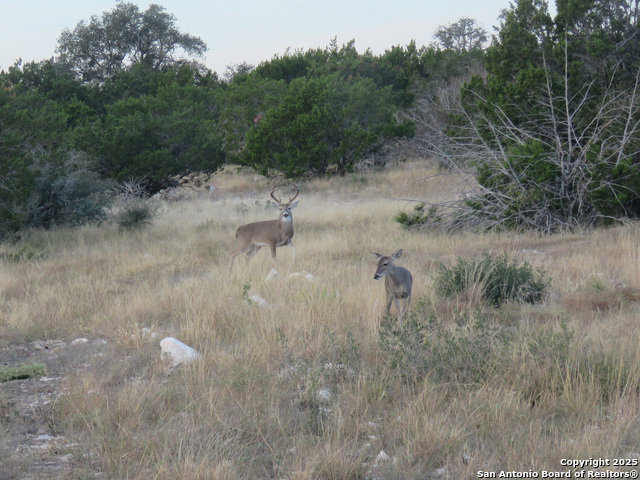 Listing photo id 8 for 0 Cr 121  