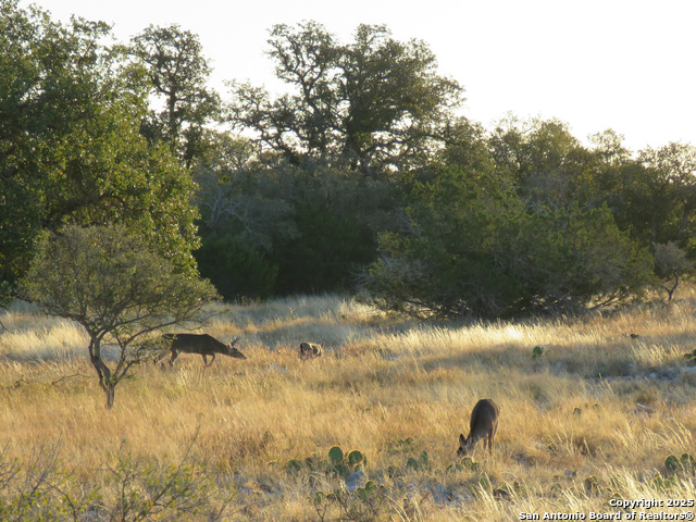 Listing photo id 17 for 0 Cr 121  