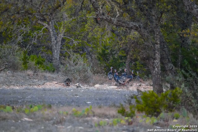 Listing photo id 19 for 0 Cr 121  