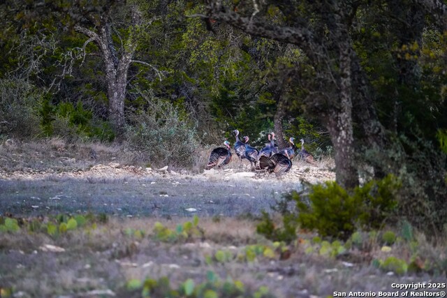 Listing photo id 44 for 0 Cr 121  