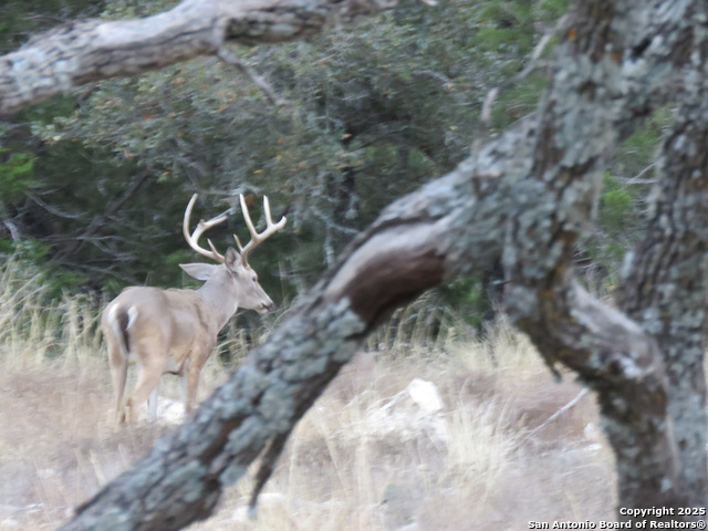 Listing photo id 3 for 0 Cr 121  