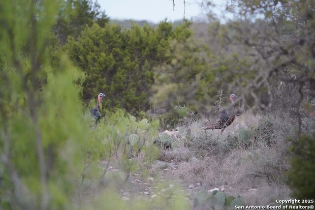 Listing photo id 7 for 0 Cr 121  