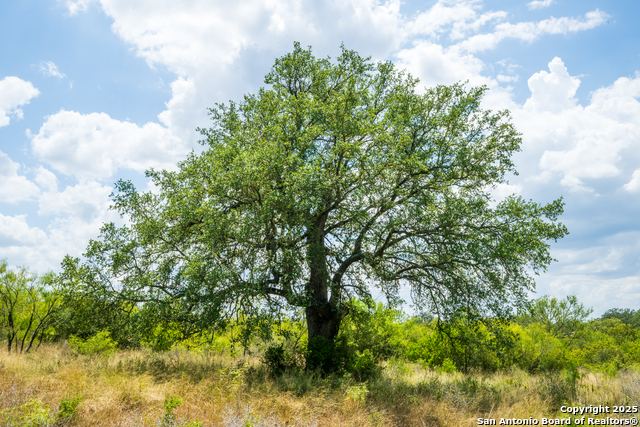 Listing photo id 7 for 4159 Fm 1796