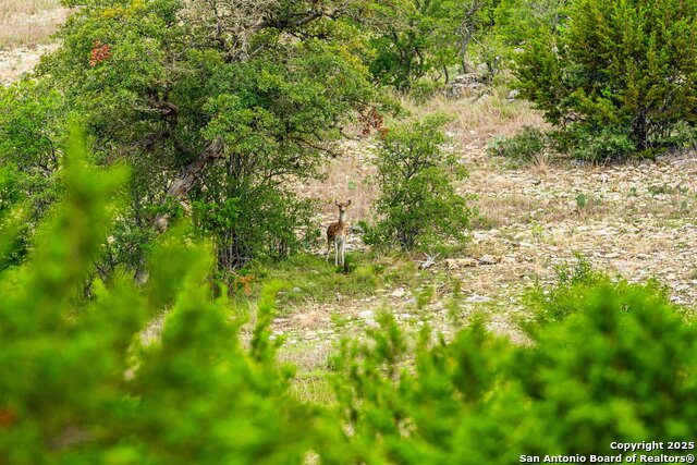 Listing photo id 36 for 12995 Hackberry